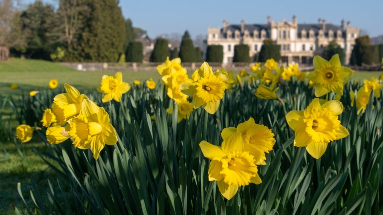 View of the house through daffodils at Dyffryn Gardens near Cardiff in South Wales
